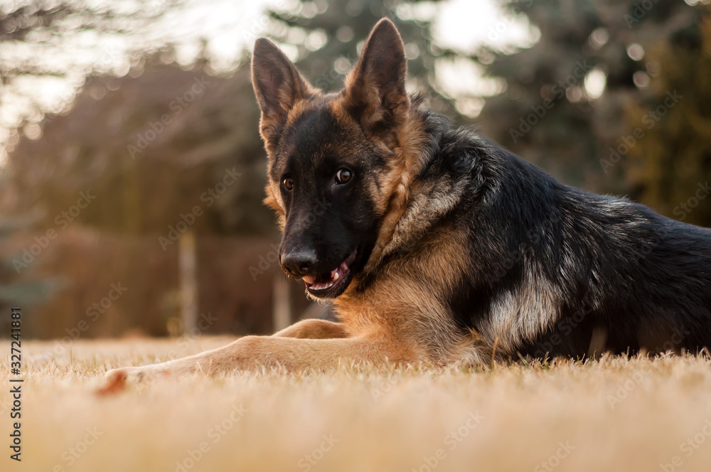 A junior german shepherd dog resting in a backyard