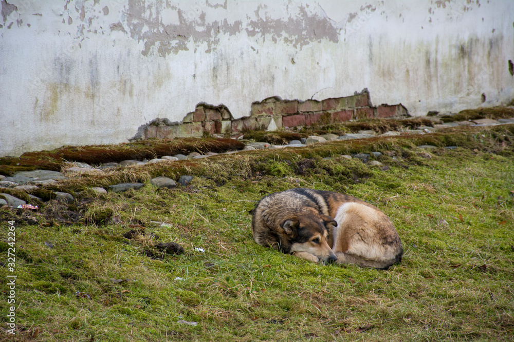 Fototapeta premium Dog resting against a stone wall