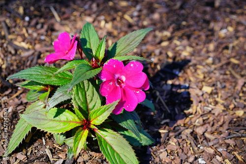 University of South Florida Botanic garden in Spring