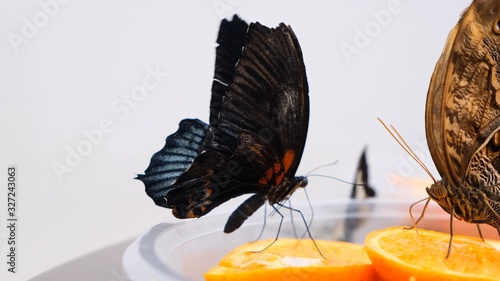 black and brown butterflies drinks nectar on citrus fruits. Butterfly on oranges. close-up.