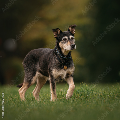 black mixed breed dog posing outdoors in summer