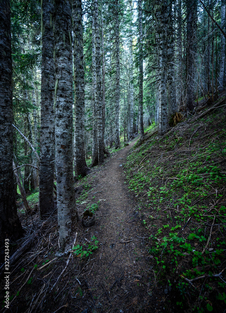Obraz premium Narrow Trail Through Thick Forest