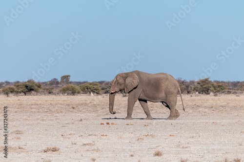 One big male African Elephant -Loxodonta Africana- walking down the plains of Etosha National Park.