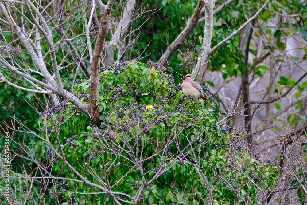 japanese waxwing on branch japanese waxwing on branch