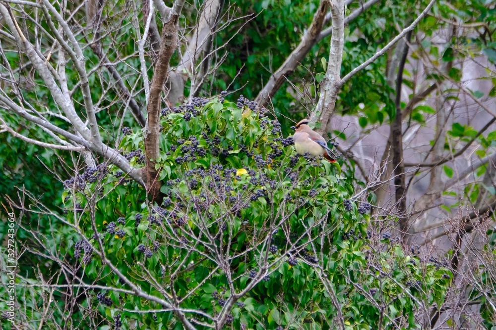 japanese waxwing on branch