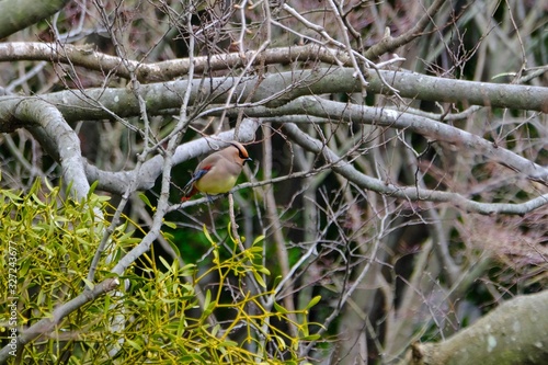 japanese waxwing on branch © Matthewadobe