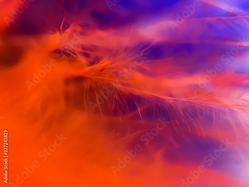 Colorful feathers in extreme close-up. Macro shot. Abstract background