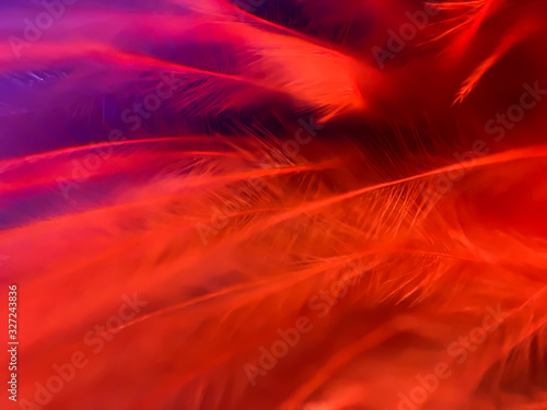 Colorful feathers in extreme close-up. Macro shot. Abstract background © flashmovie