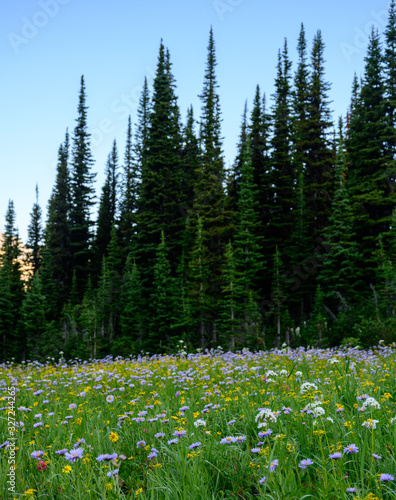 Purple Flowers Bloom In Mountain Meadow photo