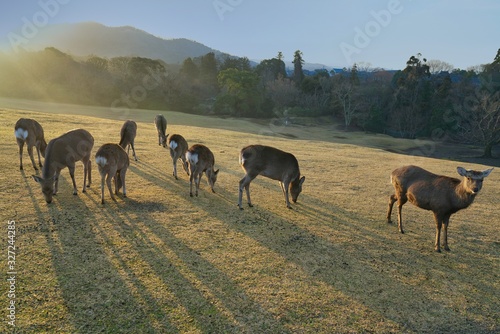 Nara,Japan-February 24, 2020: Deer at Tobihino at Nara Park in the morning