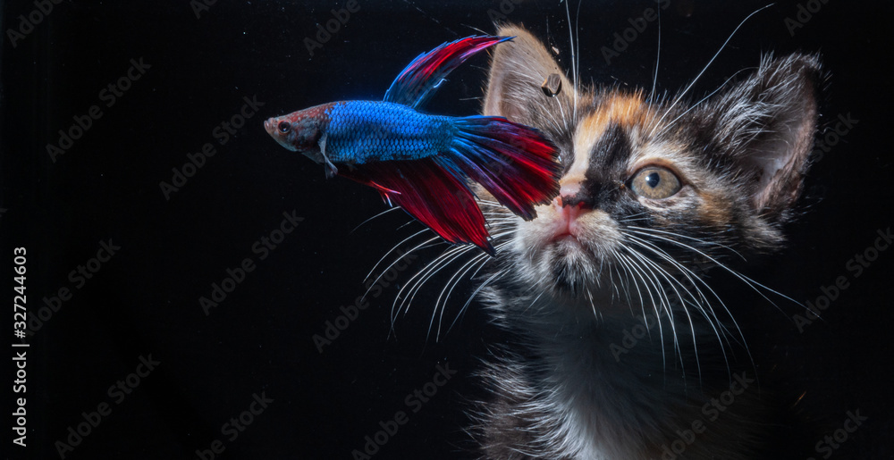 Cats watch for betta fish in the aquarium Cats watch for betta fish in the aquarium