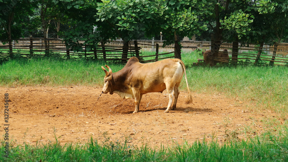 Fototapeta premium cow in field