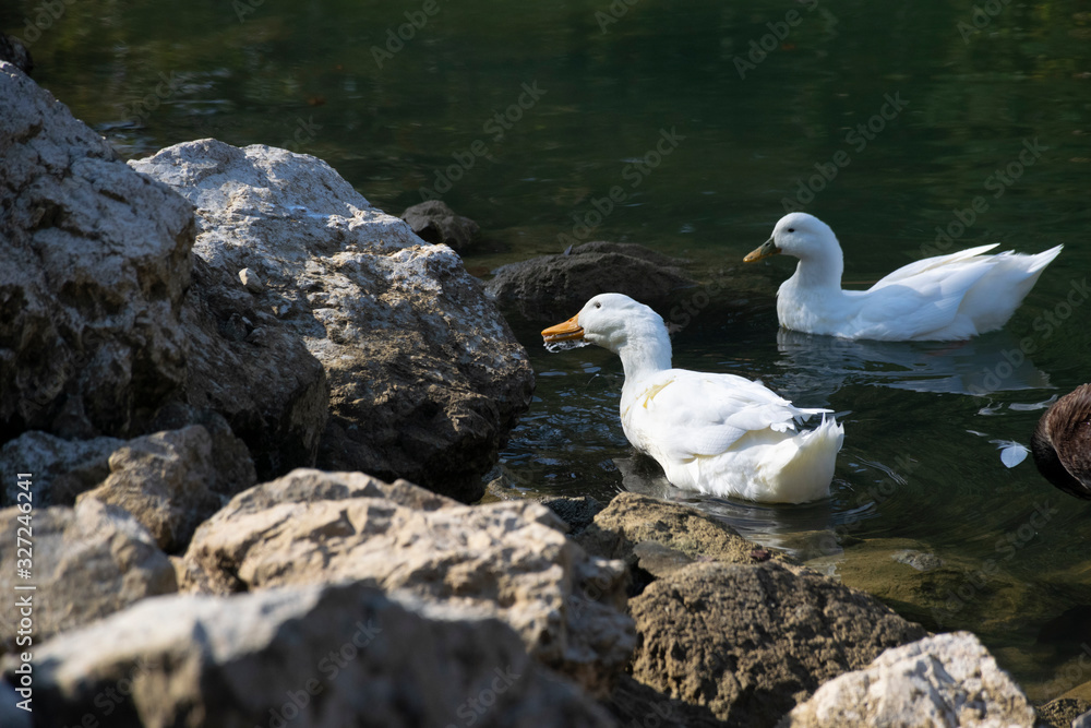 The ducks swimming on the ponds. Birds and animals in wildlife concept. The ducks swimming on the ponds. Birds and animals in wildlife concept.