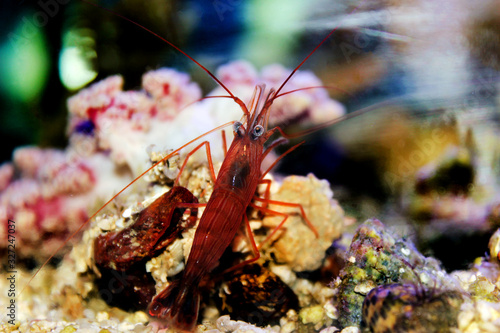 Red Peppermint Shrimp - Lysmata Wundermanni photo