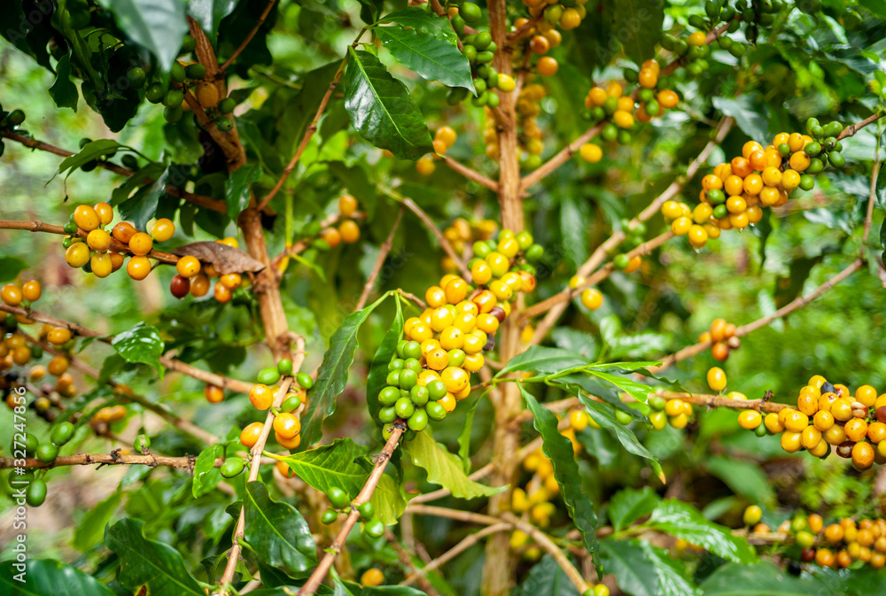 Yellow Organic Coffee Fruits On Tree in Jardin, Colombia