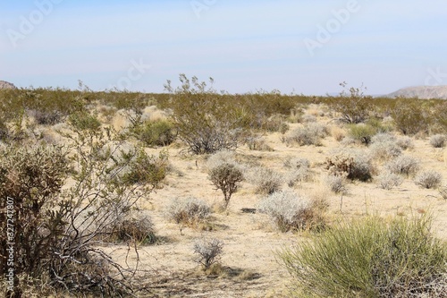 Another benefit provided by indigenous plants is water conservation. Through specific climate adaptation, their need for additional moisture is minimal, like these Southern Mojave Desert natives.