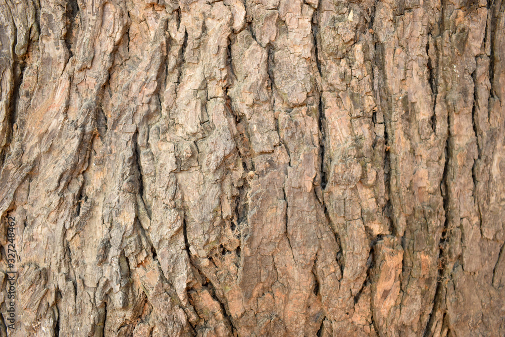 Dry Tree Bark Texture Close up Background Stock Photography Image Dry Tree Bark Texture Close up Background Stock Photography Image