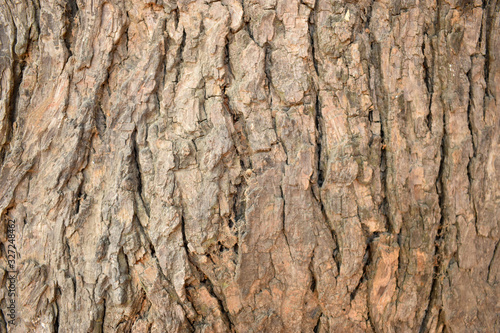 Dry Tree Bark Texture Close up Background Stock Photography Image