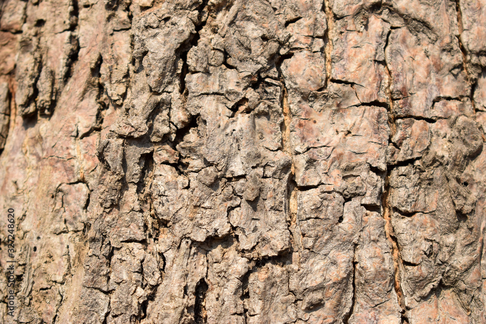 Dry Tree Bark Texture Close up Background Stock Photography Image Dry Tree Bark Texture Close up Background Stock Photography Image