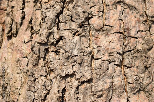 Dry Tree Bark Texture Close up Background Stock Photography Image