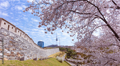 Cherry blossom in spring at namsan park ,Seoul,South Korea.