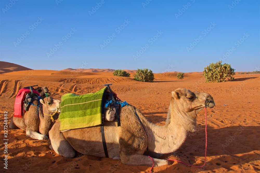 Fototapeta premium Camels getting ready for ride in Sahara Desert, Morocco