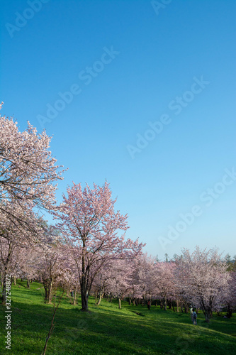 サクラが満開の春の公園