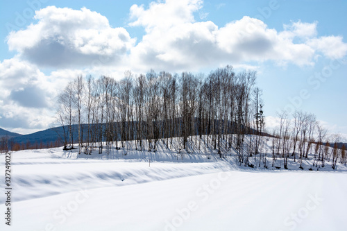雪原と雑木林