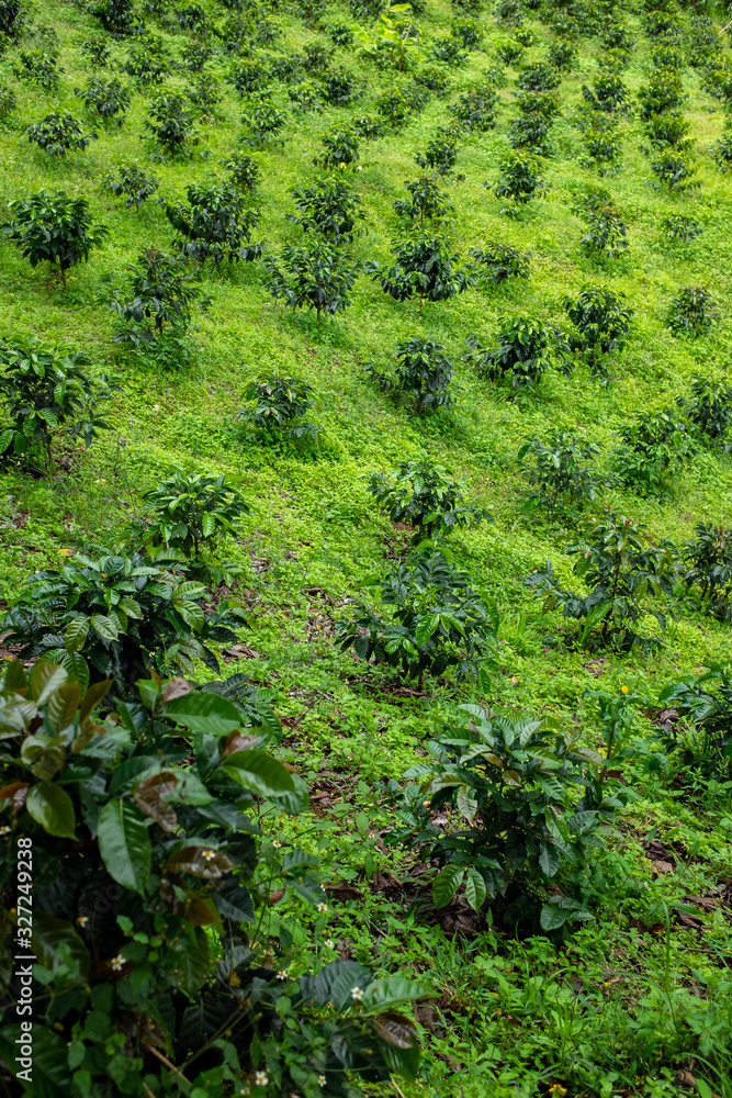 Coffee Plants Fields in Jardin, Antioquia /Colombia