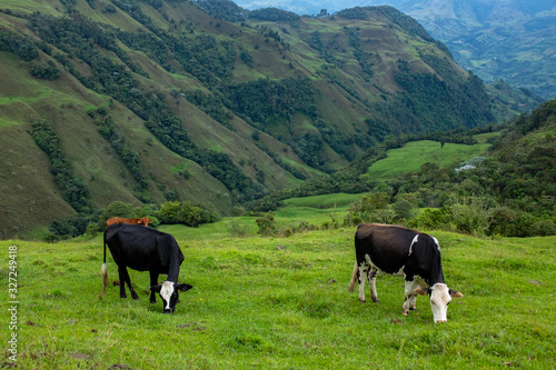 Green Hills full of Pasture for Cattle in Antioquia / Colombia © Alexandre