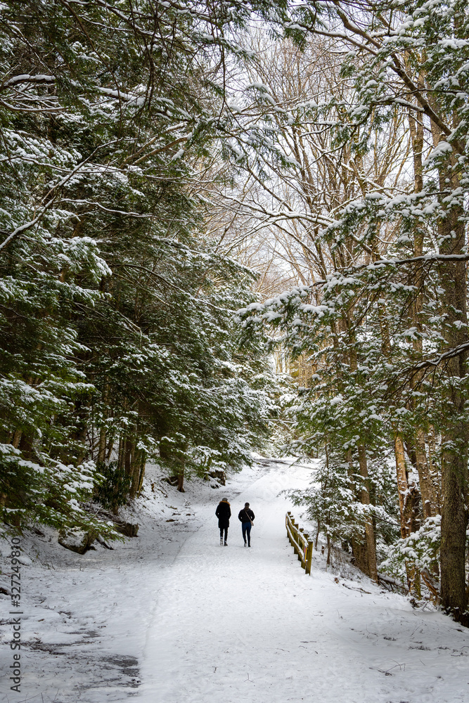 Winter Forest Scenery of a Couple Walking on a Snow Covered Path Winter Forest Scenery of a Couple Walking on a Snow Covered Path