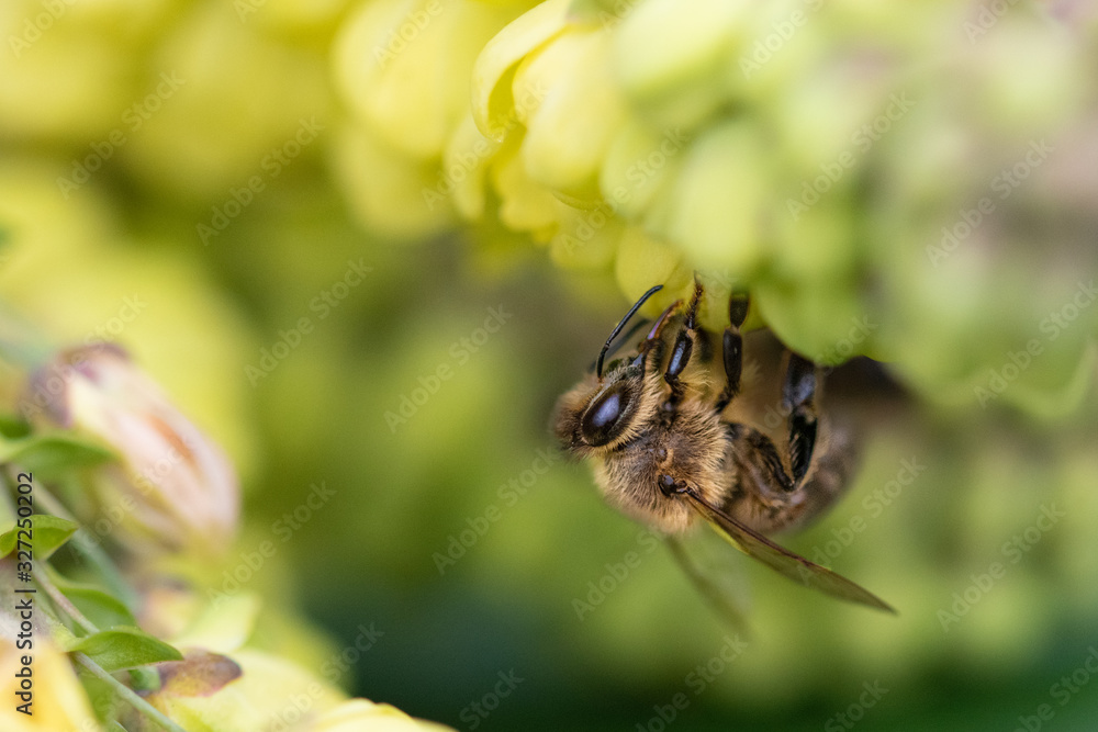 Bee Pollinating Yellow Oregon Grape Flower