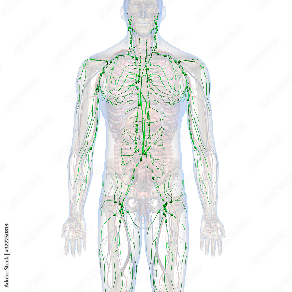 Lymphatic System Internal Anatomy in Male Body Front View Lymphatic System Internal Anatomy in Male Body Front View