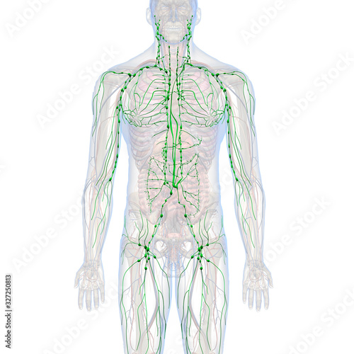 Lymphatic System Internal Anatomy in Male Body Front View photo