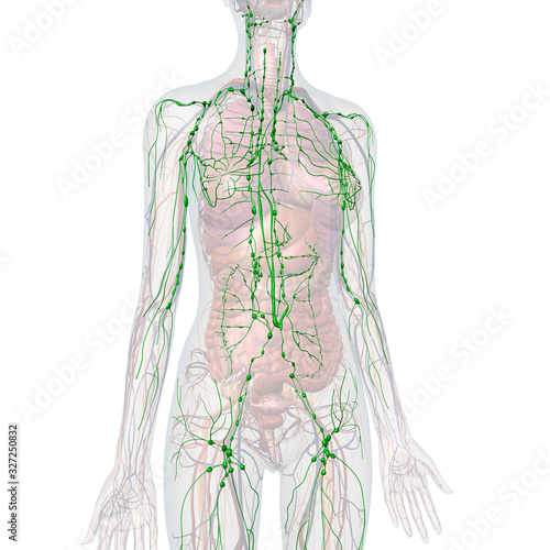 Lymphatic System Internal Anatomy in Female Body on White