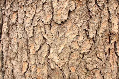 Close-up shot of Himalaya cedar bark