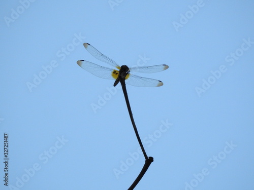 Silhouette of A dragonfly perched on a stalk © Julie