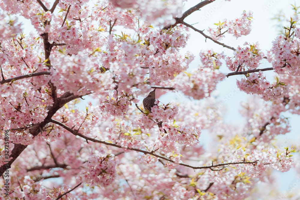 Fototapeta premium 松田山の河津桜