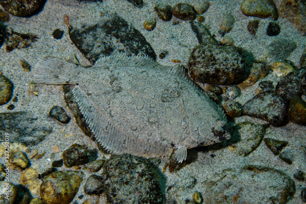 Flounder Fish Hiding in Sand on Ocean Floor in Toyama Bay, Japan Stock