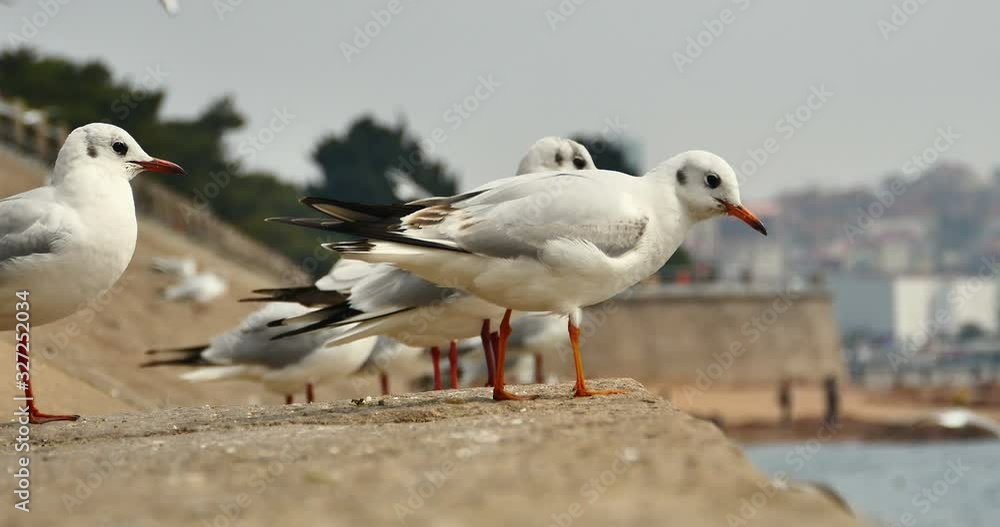 4k Flock of seagulls fly over ocean-Perched on the shore. 4k Flock of seagulls fly over ocean-Perched on the shore.