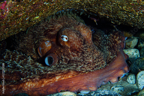 Giant Octopus in Toyama Bay, Japan