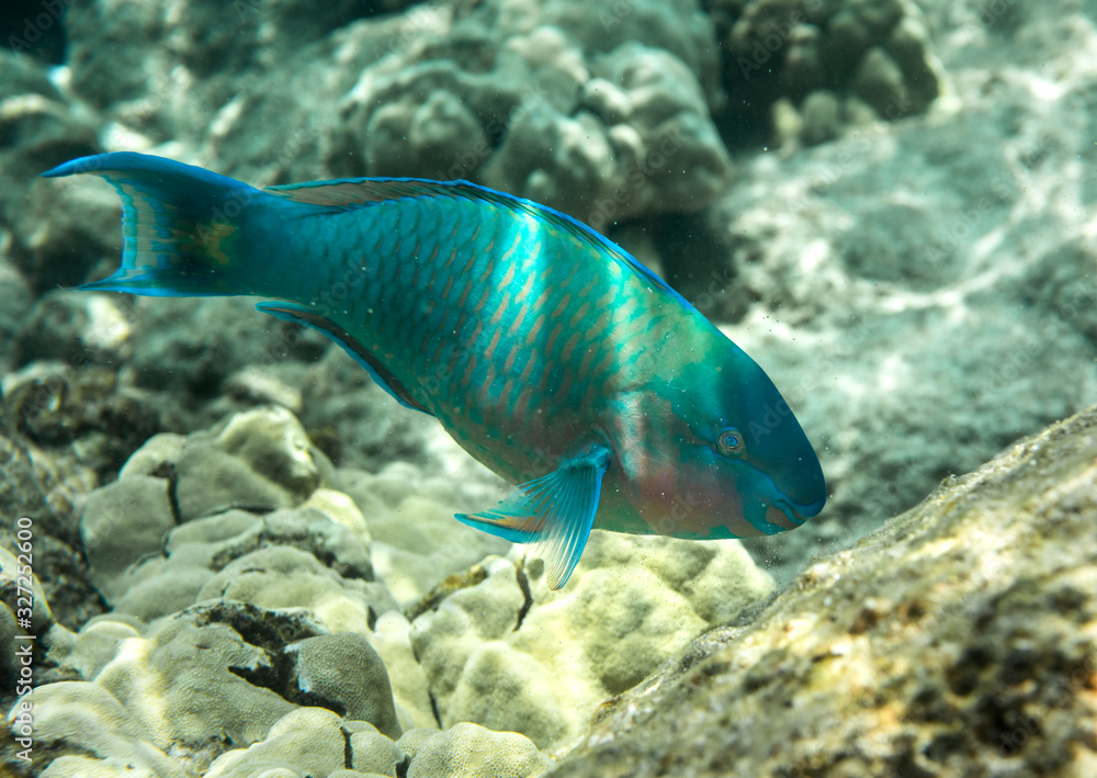 Underwater Paradise, Hawaii Underwater Paradise, Hawaii