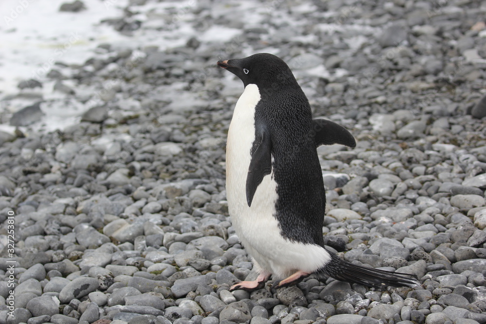 Fototapeta premium Adélie Penguin at Brown Bluff