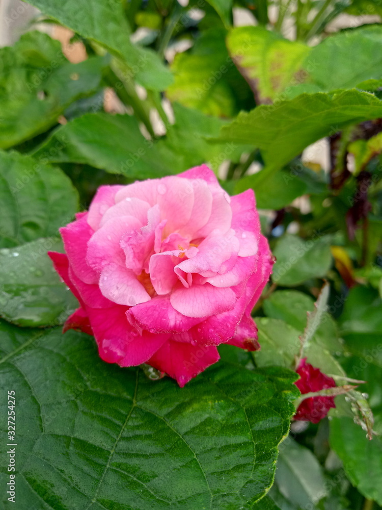 pink rose in garden