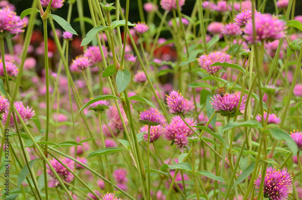 Fototapeta premium pink flowers in the garden