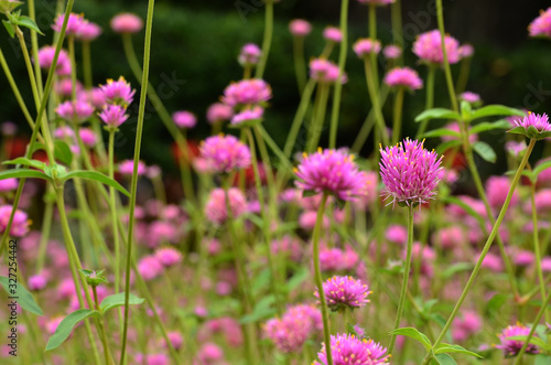 flowers in the garden
