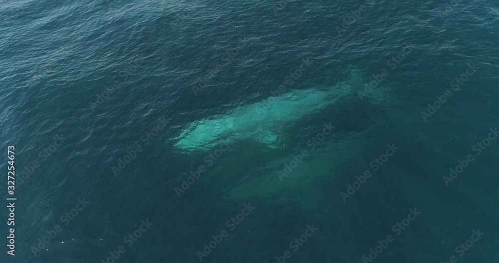 Aerial of a Grey Whale, Mexican Pacific. Aerial of a Grey Whale, Mexican Pacific.