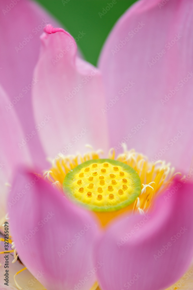 蓮の花　夏イメージ