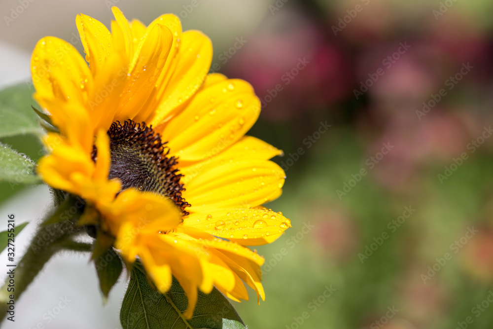 Fototapeta premium 向日葵の花 夏イメージ
