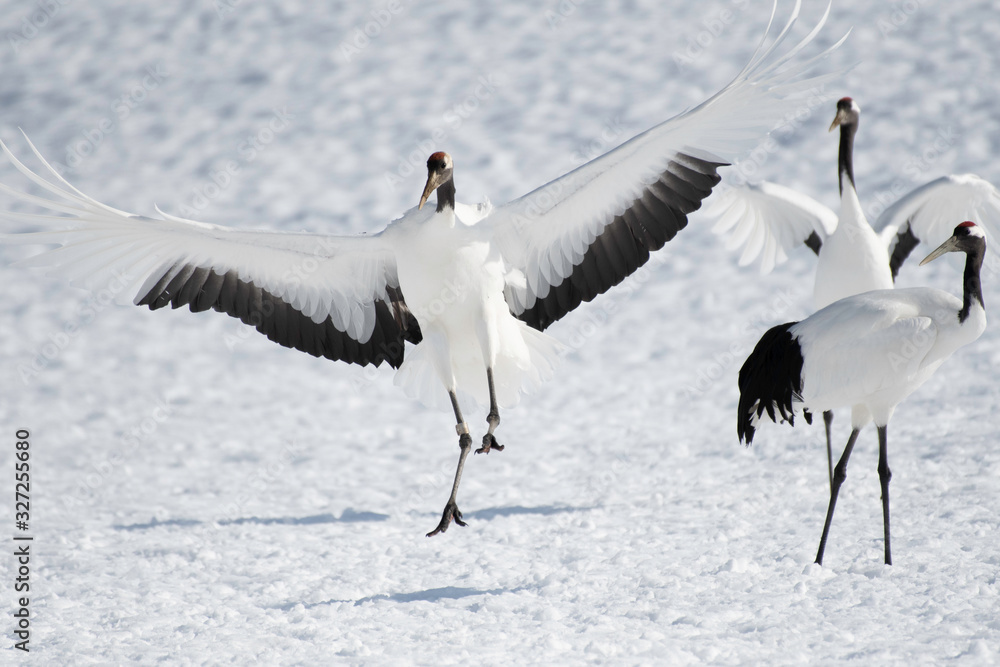 Red-crowned crane landing in Tsurui village Red-crowned crane landing in Tsurui village
